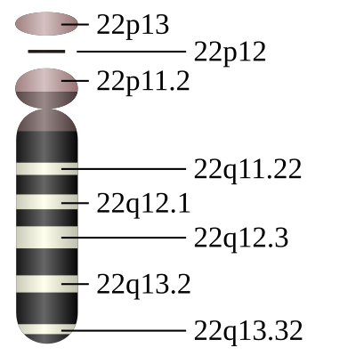 Chromosome 22 humain