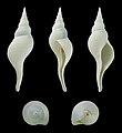 * Nomination Shell of a Tulip snail, Chryseofusus graciliformis --Llez 06:30, 27 January 2020 (UTC) * Promotion Good quality -- Johann Jaritz 06:45, 27 January 2020 (UTC)