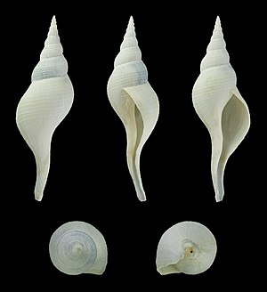 Chryseofusus graciliformis 01.JPG