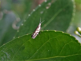 <i>Chrysorthenches glypharcha</i> Species of moth endemic to New Zealand