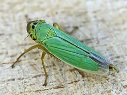 Zaļā cikādīte (Cicadella viridis')