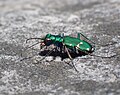 Cicindela patruela in Minnewaska State Park Preserve.jpg