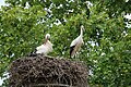 * Nomination White storks (Ciconia ciconia) in Cernay (Haut-Rhin, France). --Gzen92 10:22, 5 October 2020 (UTC) * Promotion  Support Good quality. --Halavar 15:48, 5 October 2020 (UTC)