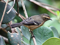 Conebill, Cinereous Conirostrum cinereum