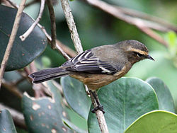 Cinereous Conebill RWD2.jpg