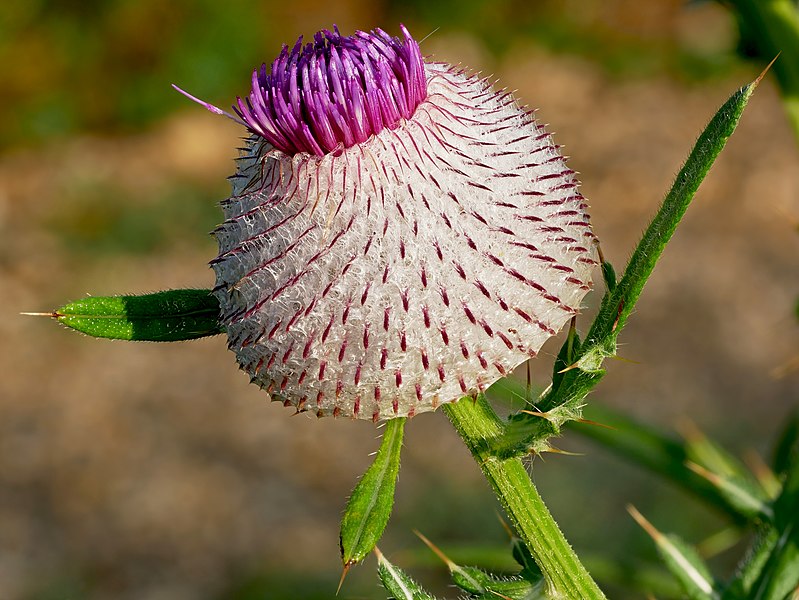 File:Cirsium eriophorum (Kozara National Park, Republika Srpska).jpg