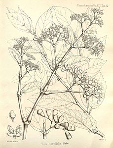 Cissus cornifolia04.jpg