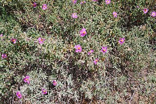 <i>Cistus <span style="font-style:normal;">×</span> incanus</i> Nothospecies of flowering plants in the rock rose family Cistaceae