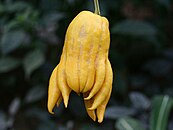 Semi-closed Buddha's hand