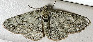 <i>Cleora projecta</i> Species of moth