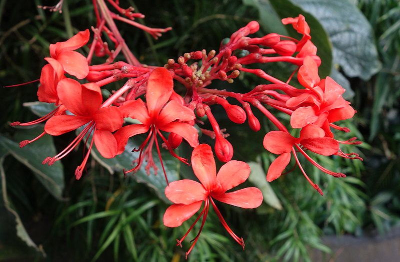 File:Clerodendrum speciosissimum - Brooklyn Botanic Garden - Brooklyn, NY - DSC08167.JPG