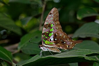 Ventral view (Female)