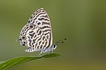 Thumbnail for File:Close wing basking position of Leptotes plinius (Fabricius, 1793) - Zebra Blue WLB.jpg