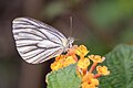 * Предлог Close wing nactaring of Pieris melete Ménétriés, 1857 - Asian Green-veined White. By User:Ankit0908 --Atudu 15:19, 13 April 2024 (UTC) * Се бара оцена