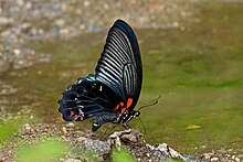 Papilio memnon mâle, ailes repliées