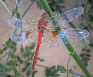 <i>Tholymis</i> Genus of dragonflies