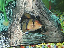 Two juvenile clown loaches with ich. Characteristically, for this stage of infestation, both are hiding in an ornament. ClownLoachesWithIch2.JPG