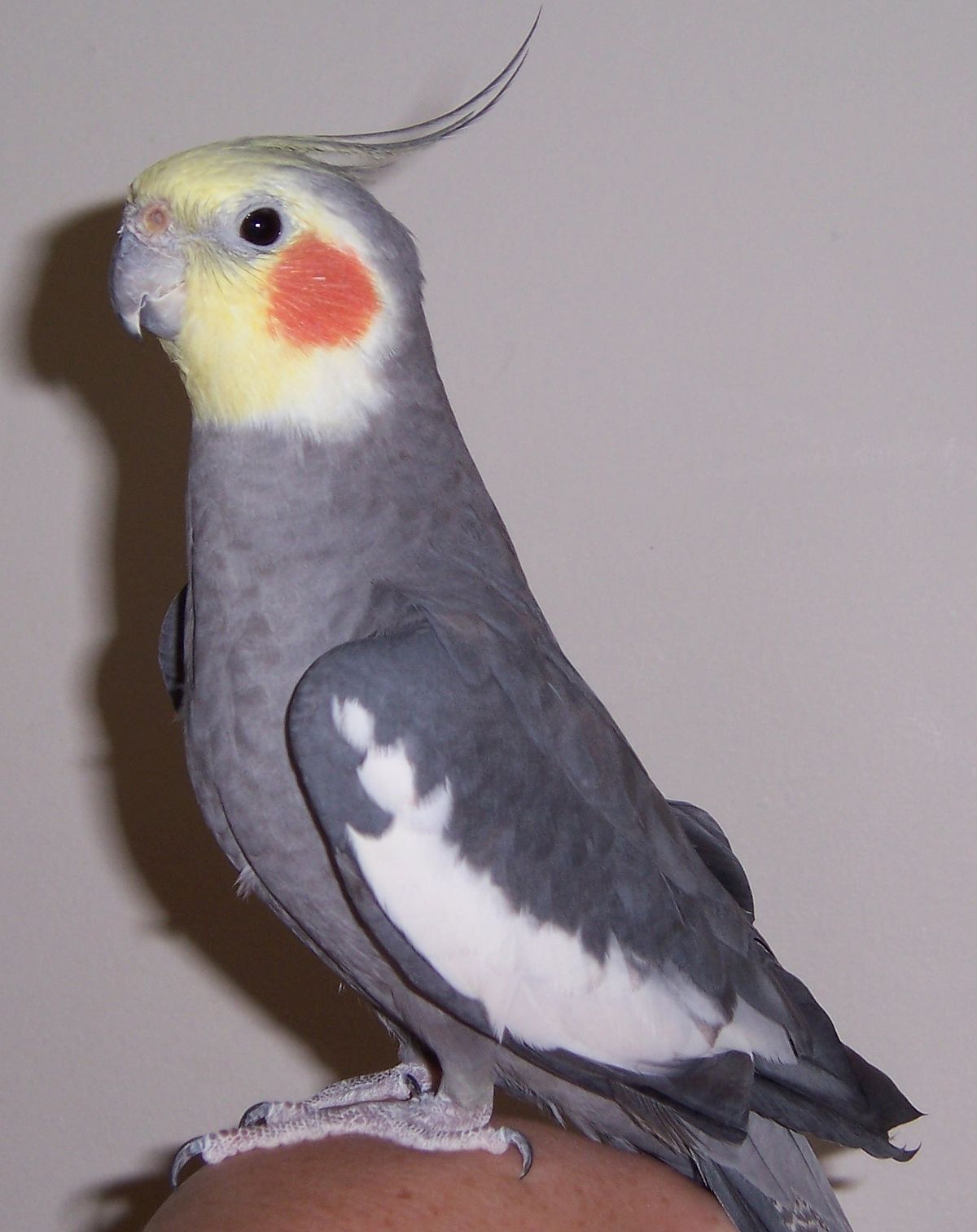 オカメインコ - Wikipedia