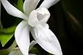 Coelogyne nitida alba colour Labellum