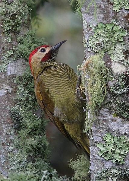 File:Colaptes rubiginosus Carpintero cariblanco Golden-olive Woodpecker (male) (10725577483).jpg