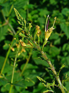 Collinsonia canadensis Flowers