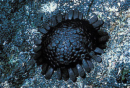 The shape of the shingle urchin allows it to stay on wave-beaten cliffs.