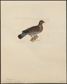 Columba gymnophthalmos - 1820-1860 - Print - Iconographia Zoologica - Special Collections University of Amsterdam - UBA01 IZ15600331.tif