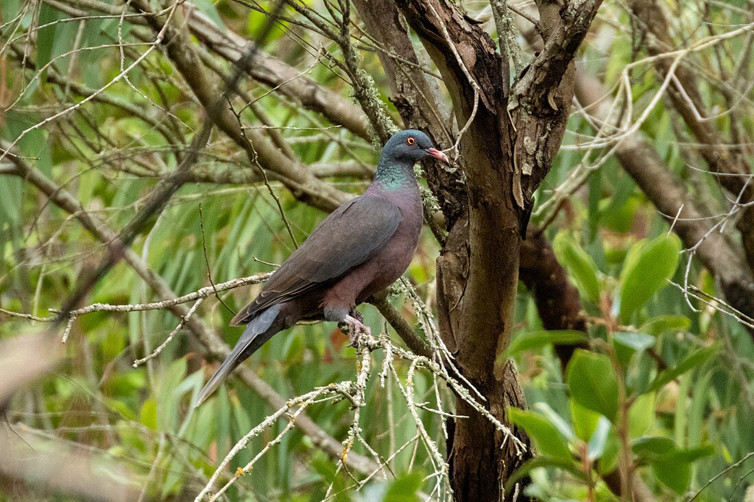 Laurel pigeon