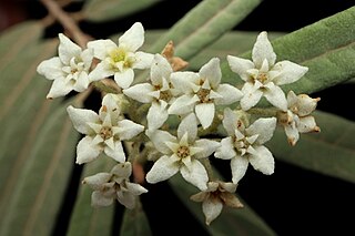 <i>Commersonia salviifolia</i> Species of plant