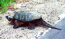 Common Snapping Turtle 1994.jpg