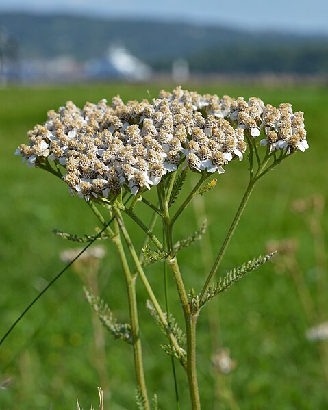 File:Common Yarrow (Achillea millefolium) - Oslo, Norway 2020-08-12 (02).jpg