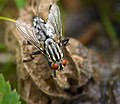 Common flesh fly (45115998185).jpg