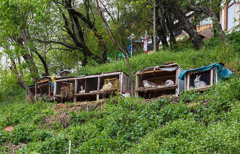 File:Conejos en Ohrid, Macedonia, 2014-04-17, DD 27.JPG