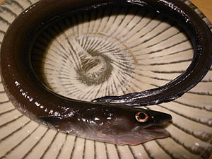 Conger japonicus.jpg