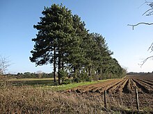 Conifer windbreak - geograph.org.uk - 1671565.jpg