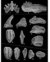 Various conodont elements, including those of Polygnathus (specimens 8, 10, and 11) Conodonts.jpg