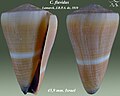 Conus flavidus 4.jpg