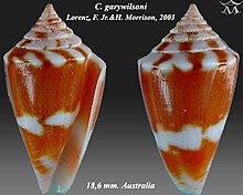 Conus garywilsoni 1.jpg