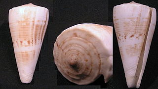 <i>Conus urashimanus</i> Species of sea snail