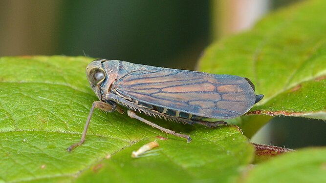 Coelidiinae