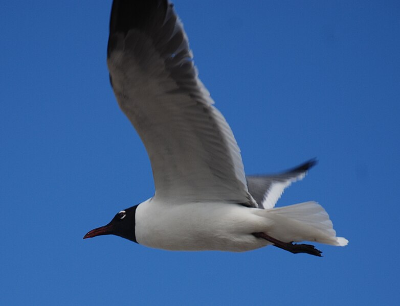 File:Core Banks - Laughing Gull - 02.JPG