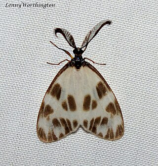 <i>Corma zenotia</i> Species of zygaenid moth