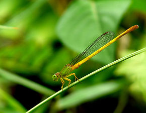 Coromandel Marsh Dart Ceriagrion coromandelianum male