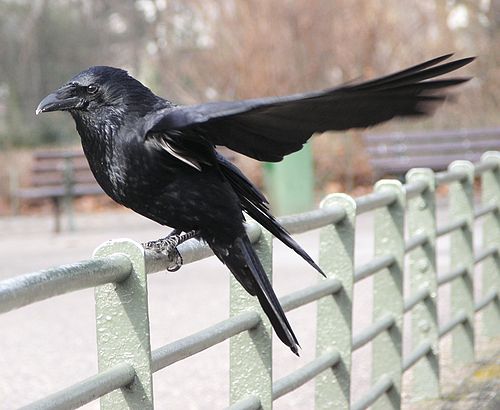 Ворон и грач разница. Ворон Грач Галка отличия. Ворона Галка Грач. Ворон ворона Грач. Ворон ворона Грач отличия.