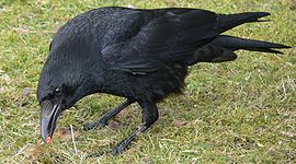 Corvus corone