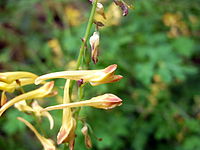 Corydalis pauciovulata