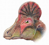 Corythosaurus casuarius head.png