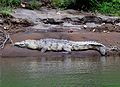 El cocodrilo americano es un animal que se halla de forma muy frecuente en los ríos de la vertiente del Caribe costarricense.