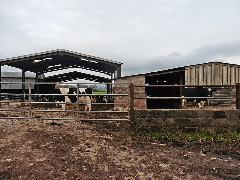 File:Cow sheds at Redlake Farm - geograph.org.uk - 6000844.jpg