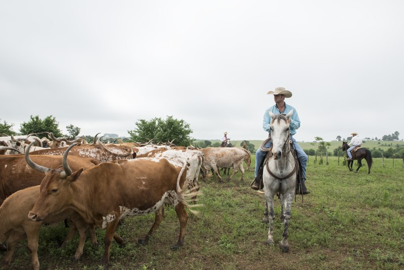 File:Cowhands drive the 200-head longhorn herd at the 1,800-acre Lonesome Pine Ranch, a working cattle ranch that is part of the Texas Ranch Life ranch resort near Chappell Hill in Austin County, Texas LCCN2014632327.tif